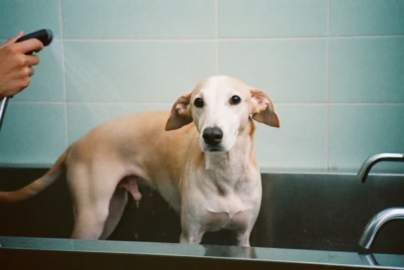 A dog being rinsed in a grooming bath