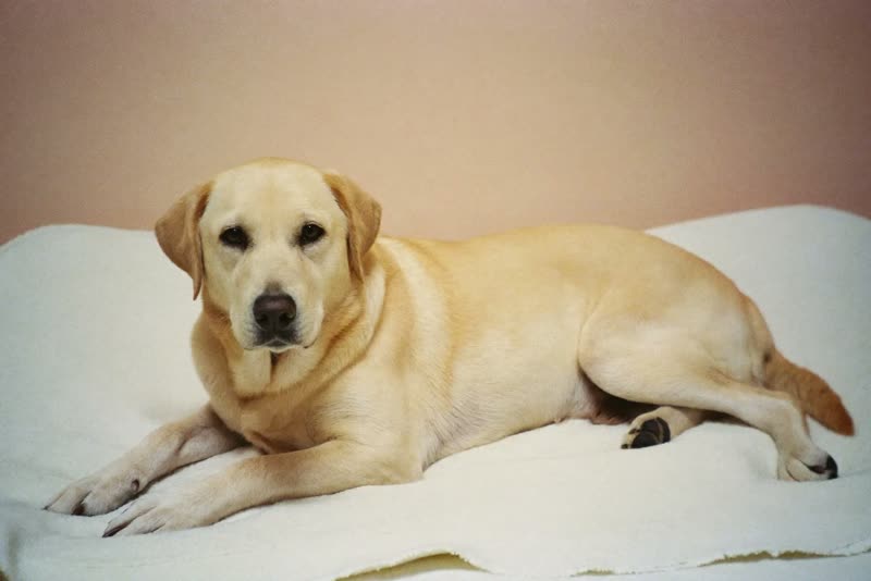 A labrador lying calmly on a blanket in the grooming room