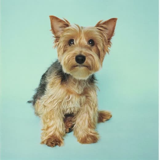 A small terrier with a freshly washed and dried coat