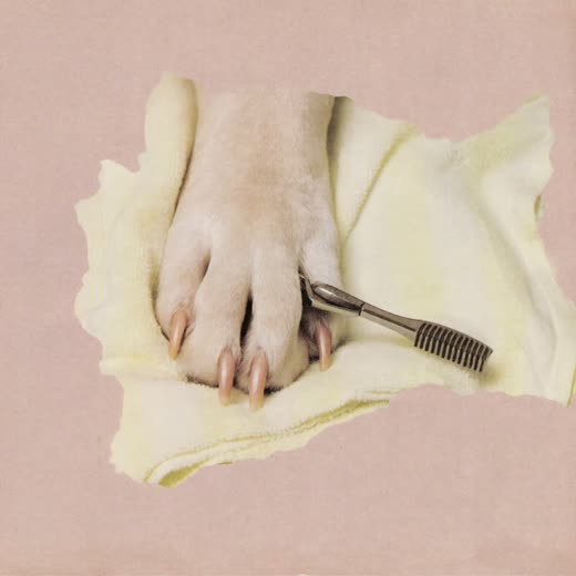 A dog's paw during a nail trim