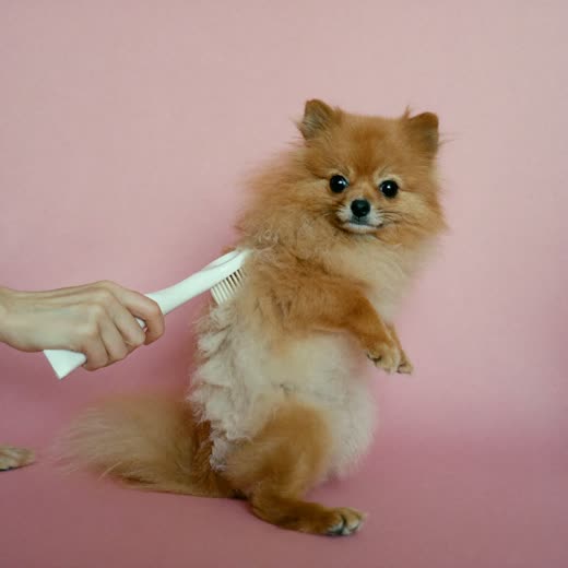 A pomeranian being brushed out with a slicker brush
