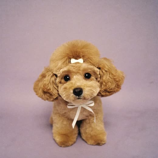 A poodle with a neatly clipped finish